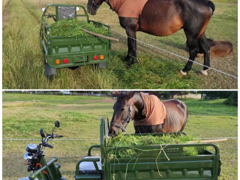 Hot Selling Electric Tricycles Cargo Truck Big Wheel Tricycle for Adult EEC COC DOT 1000W 25km/h 45km/h